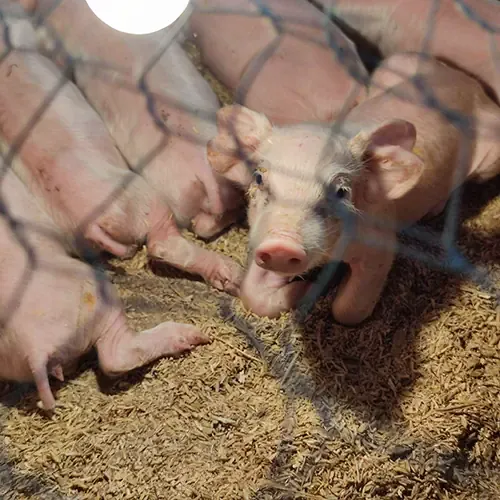 kursus Big Thumbnail