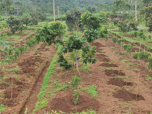 Perkebunan Area 3 KPTT Salatiga 