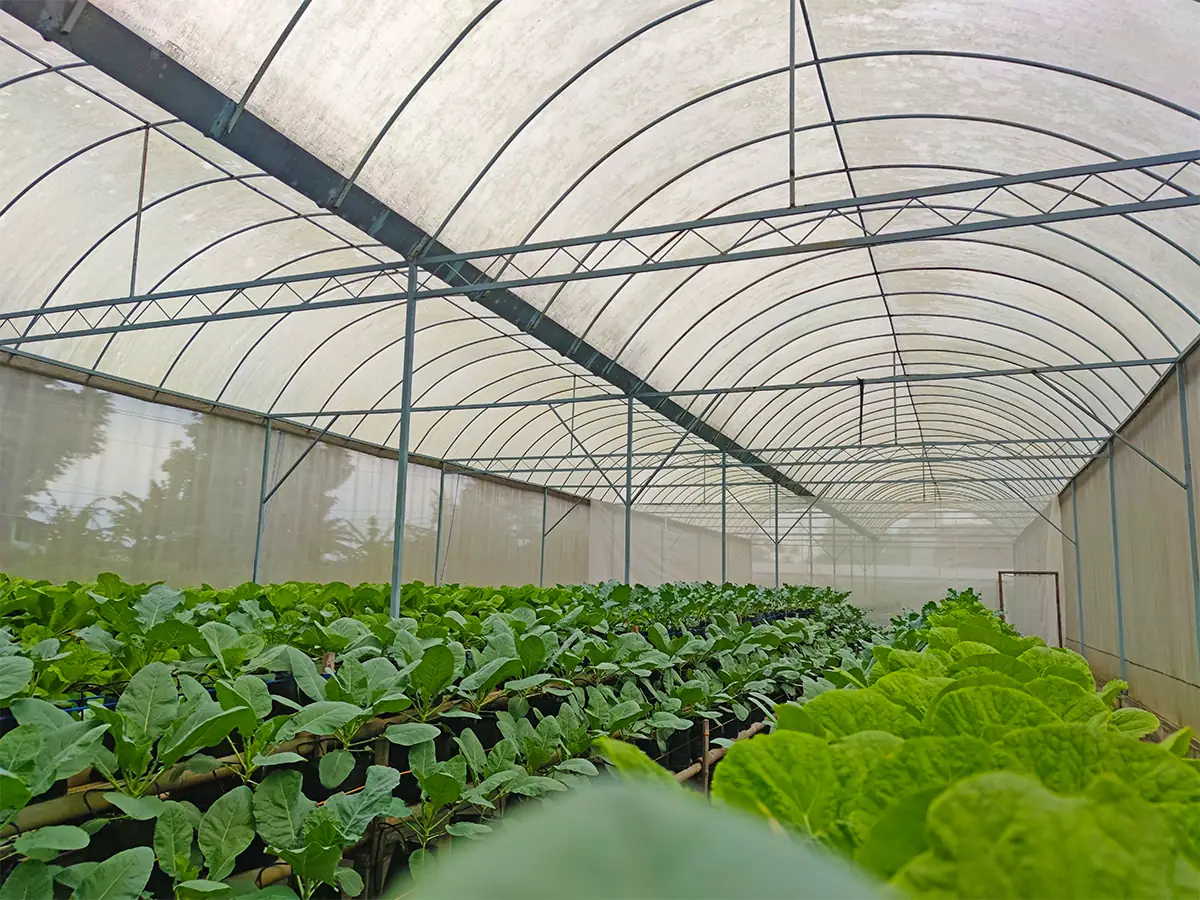 Green House KPTT Salatiga